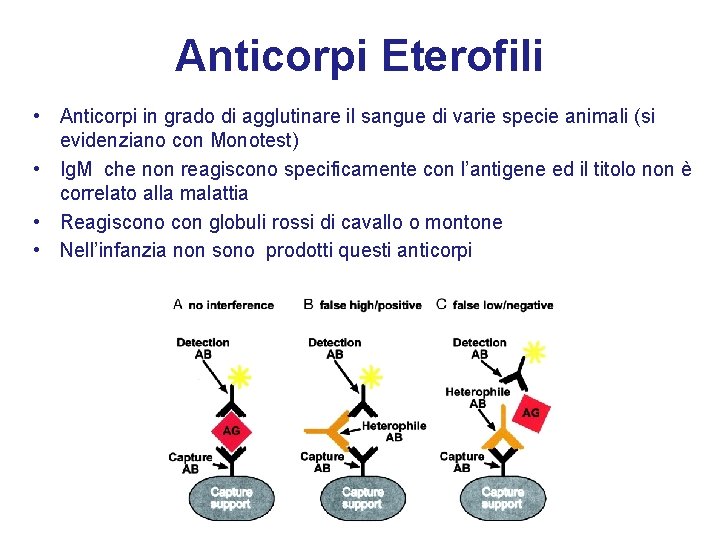 Anticorpi Eterofili • Anticorpi in grado di agglutinare il sangue di varie specie animali
