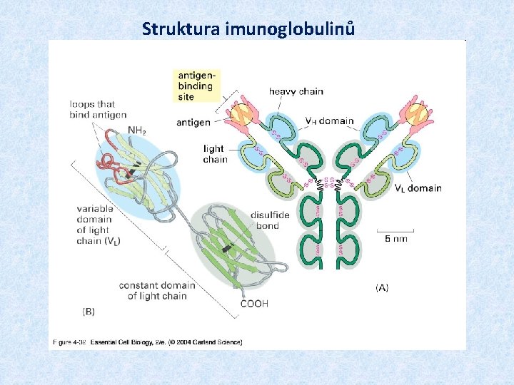 Struktura imunoglobulinů 