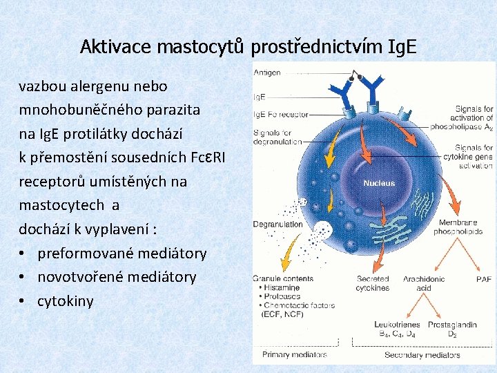 Aktivace mastocytů prostřednictvím Ig. E vazbou alergenu nebo mnohobuněčného parazita na Ig. E protilátky