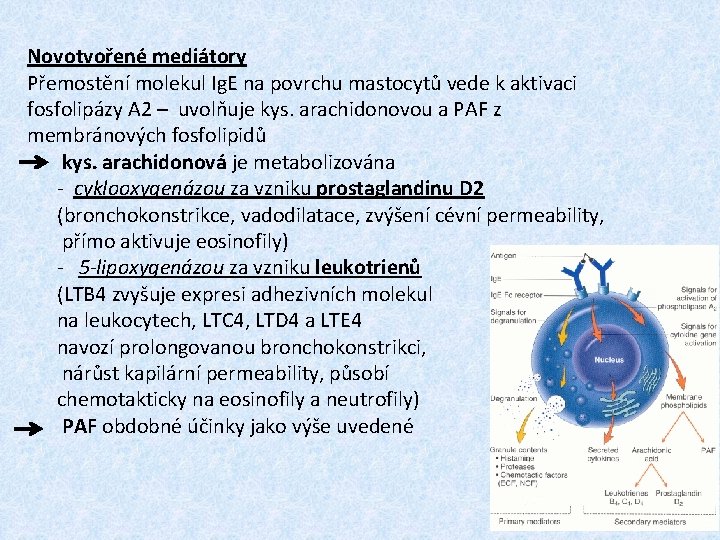 Novotvořené mediátory Přemostění molekul Ig. E na povrchu mastocytů vede k aktivaci fosfolipázy A