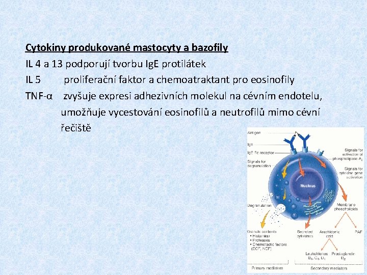 Cytokiny produkované mastocyty a bazofily IL 4 a 13 podporují tvorbu Ig. E protilátek