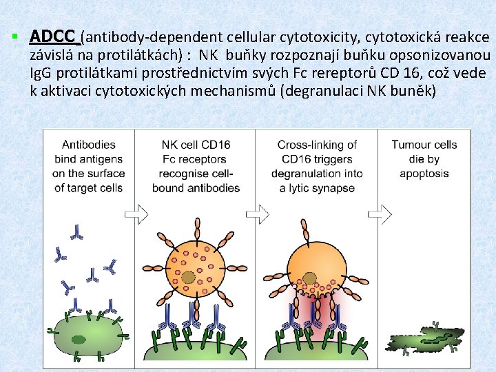 § ADCC (antibody-dependent cellular cytotoxicity, cytotoxická reakce závislá na protilátkách) : NK buňky rozpoznají