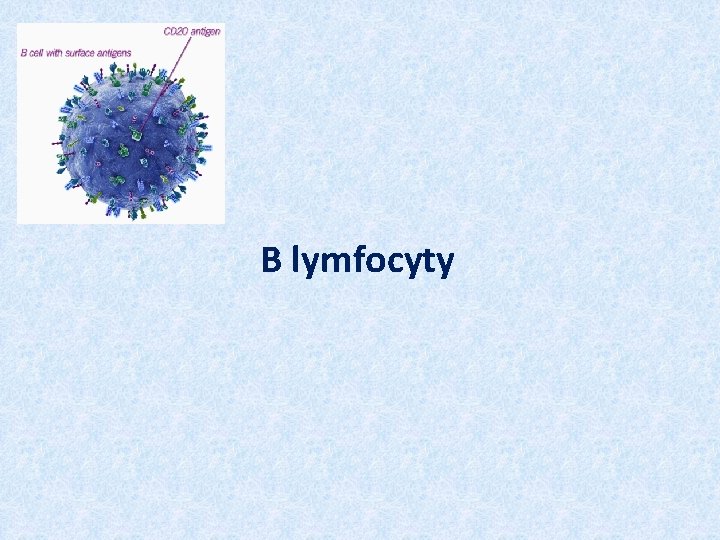 B lymfocyty 