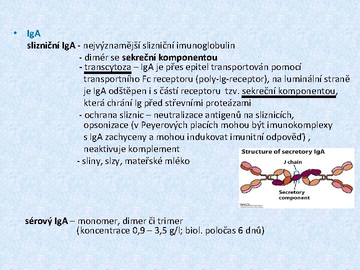  • Ig. A slizniční Ig. A - nejvýznamější slizniční imunoglobulin - dimér se