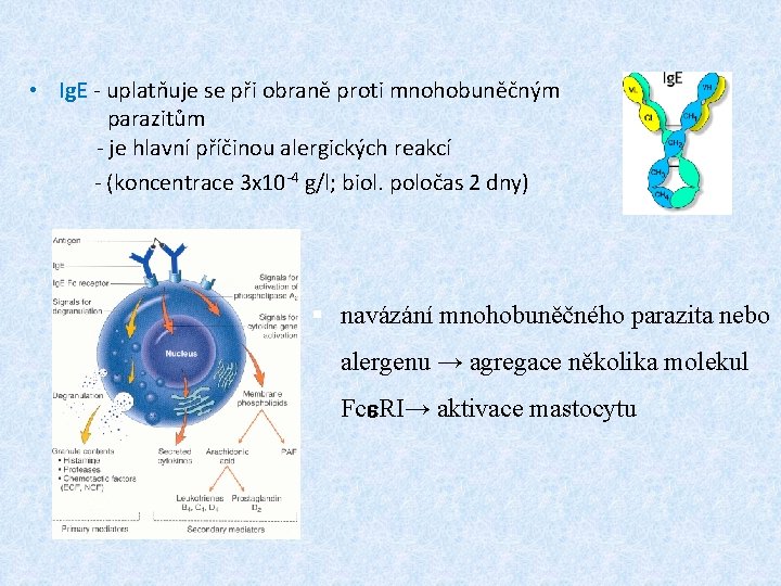  • Ig. E - uplatňuje se při obraně proti mnohobuněčným parazitům - je