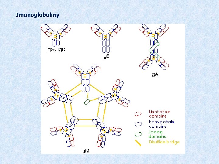 Imunoglobuliny 