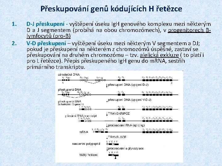 Přeskupování genů kódujících H řetězce 1. 2. D-J přeskupení - vyštěpení úseku Ig. H