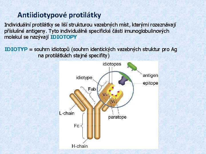 Antiidiotypové protilátky Individuální protilátky se liší strukturou vazebných míst, kterými rozeznávají příslušné antigeny. Tyto