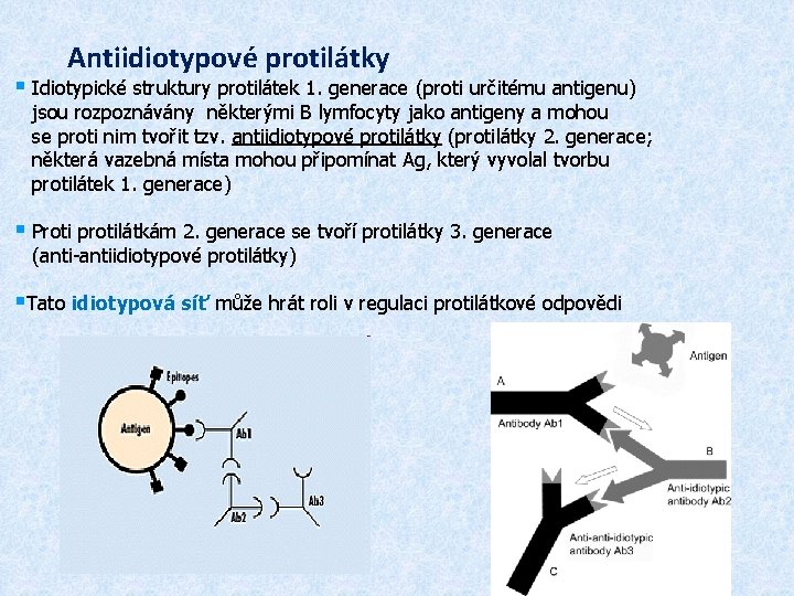 Antiidiotypové protilátky § Idiotypické struktury protilátek 1. generace (proti určitému antigenu) jsou rozpoznávány některými