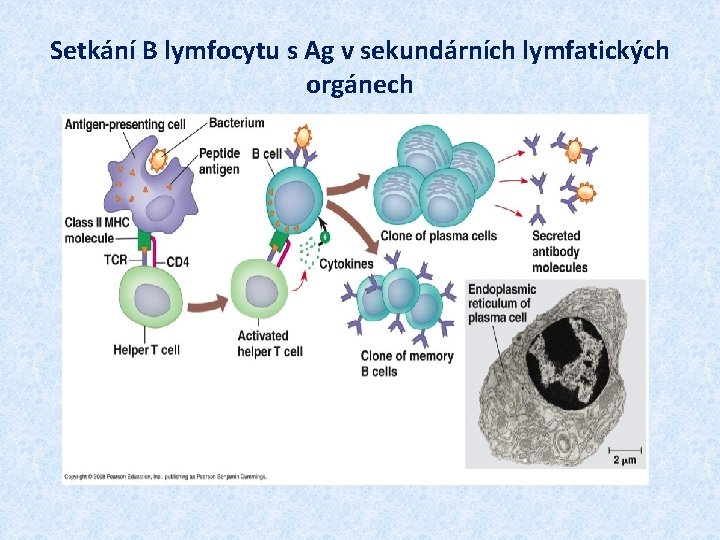 Setkání B lymfocytu s Ag v sekundárních lymfatických orgánech 