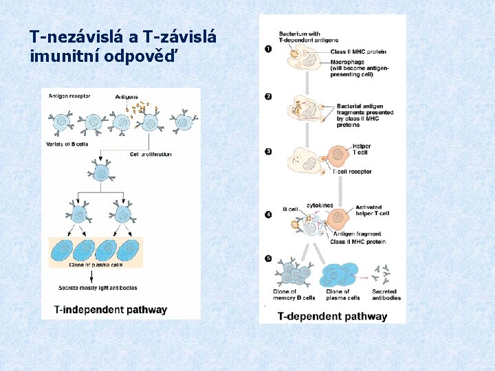 T-nezávislá a T-závislá imunitní odpověď 