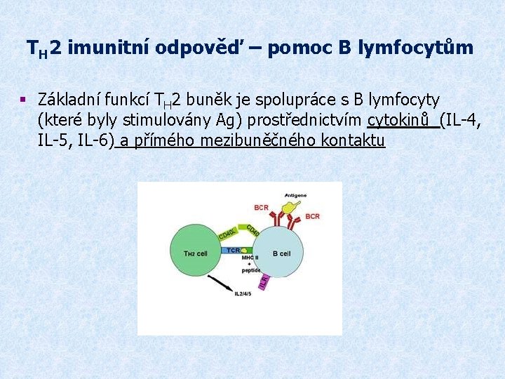 TH 2 imunitní odpověď – pomoc B lymfocytům § Základní funkcí TH 2 buněk