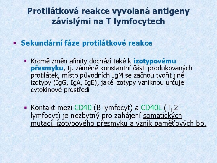 Protilátková reakce vyvolaná antigeny závislými na T lymfocytech § Sekundární fáze protilátkové reakce §