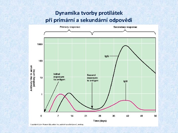 Dynamika tvorby protilátek při primární a sekundární odpovědi 