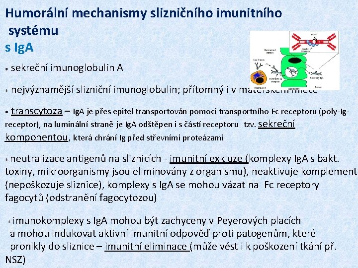 Humorální mechanismy slizničního imunitního systému s Ig. A * sekreční imunoglobulin A * nejvýznamější