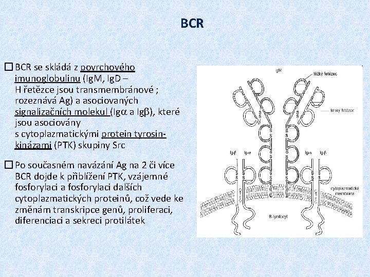 BCR � BCR se skládá z povrchového imunoglobulinu (Ig. M, Ig. D – H