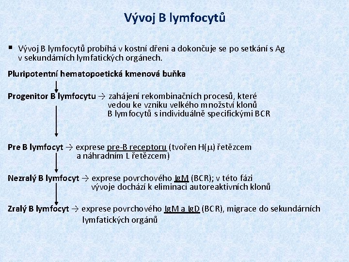 Vývoj B lymfocytů § Vývoj B lymfocytů probíhá v kostní dřeni a dokončuje se