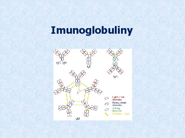 Imunoglobuliny 