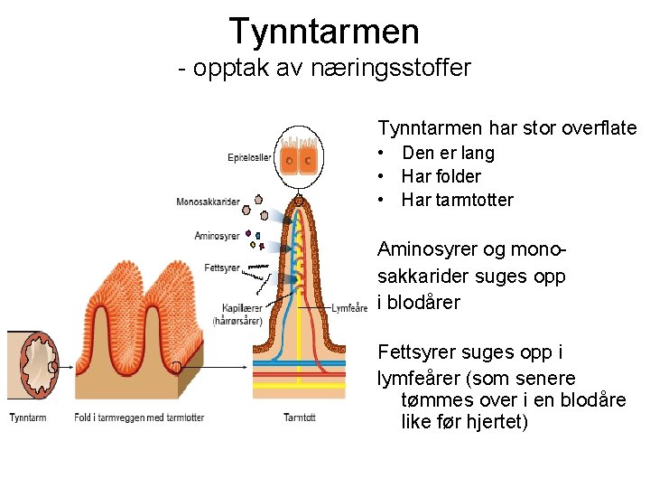 Tynntarmen - opptak av næringsstoffer Tynntarmen har stor overflate • Den er lang •