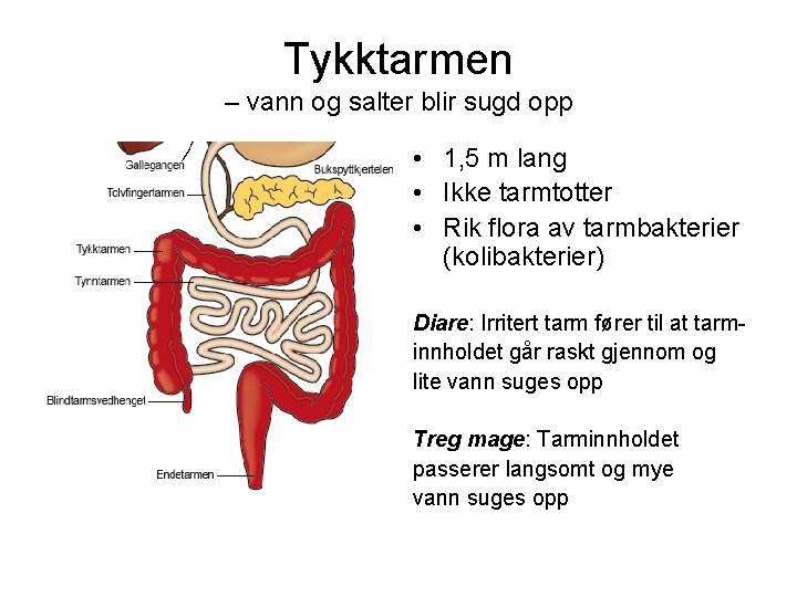 Tykktarmen – vann og salter blir sugd opp • 1, 5 m lang •