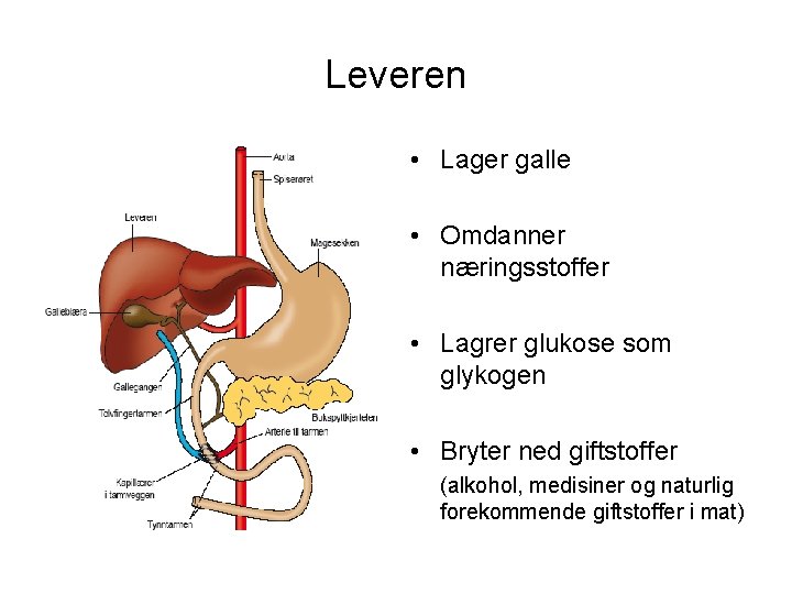 Leveren • Lager galle • Omdanner næringsstoffer • Lagrer glukose som glykogen • Bryter