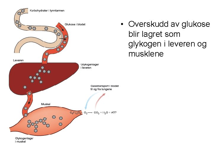  • Overskudd av glukose blir lagret som glykogen i leveren og musklene 