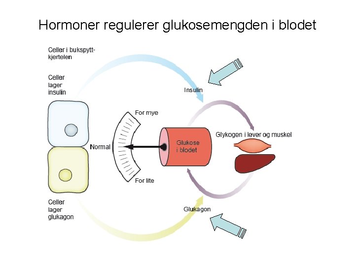 Hormoner regulerer glukosemengden i blodet 