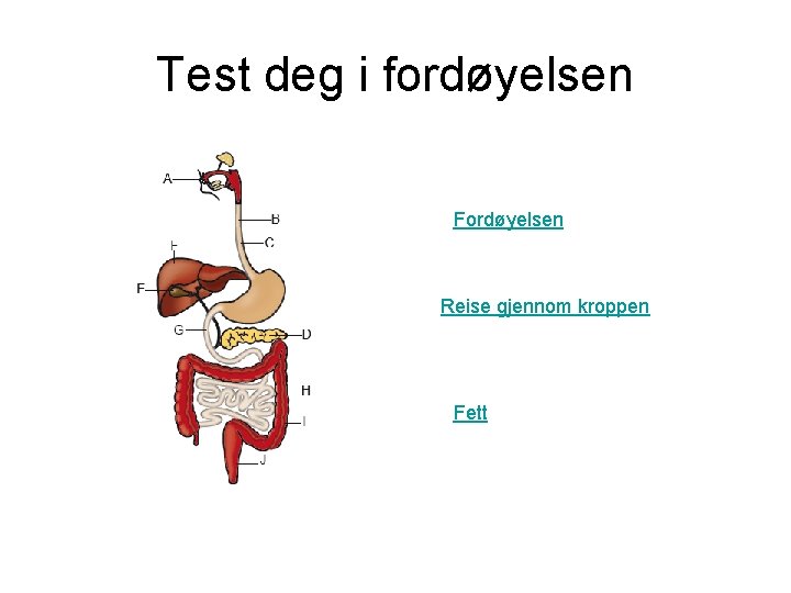 Test deg i fordøyelsen Fordøyelsen Reise gjennom kroppen Fett 