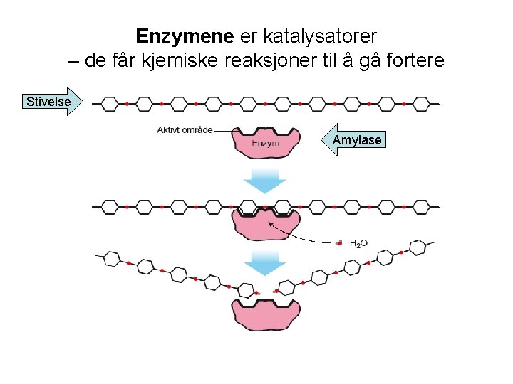 Enzymene er katalysatorer – de får kjemiske reaksjoner til å gå fortere Stivelse Amylase