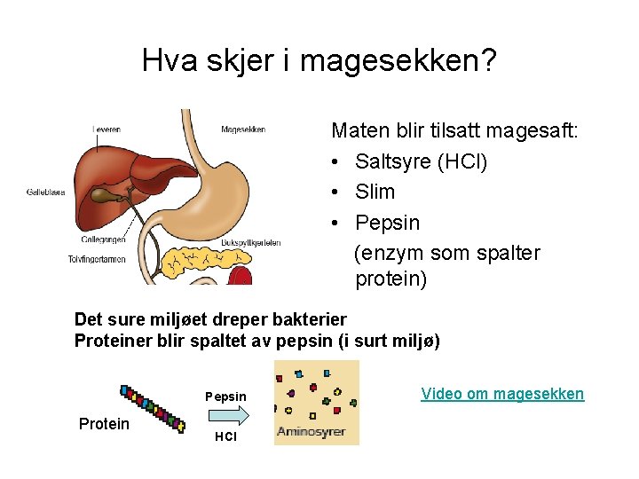 Hva skjer i magesekken? Maten blir tilsatt magesaft: • Saltsyre (HCl) • Slim •