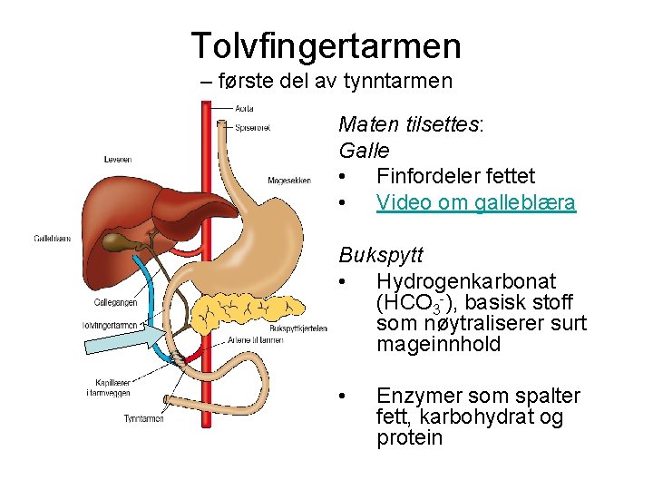 Tolvfingertarmen – første del av tynntarmen Maten tilsettes: Galle • Finfordeler fettet • Video