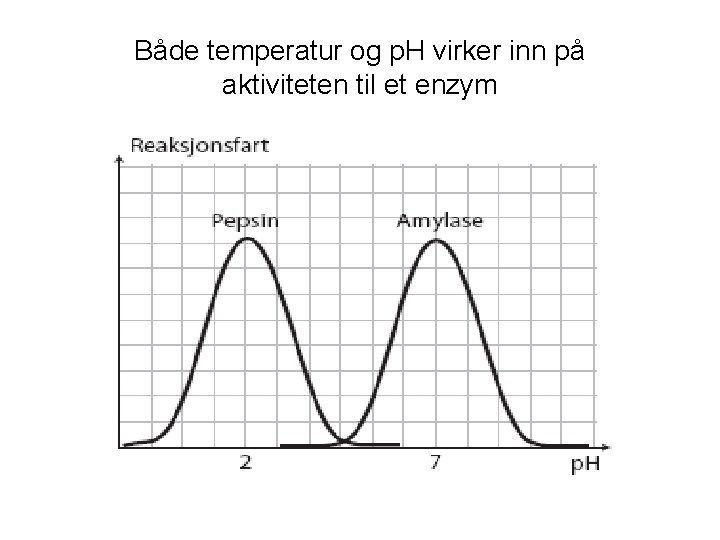 Både temperatur og p. H virker inn på aktiviteten til et enzym 