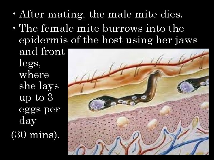  • After mating, the male mite dies. • The female mite burrows into