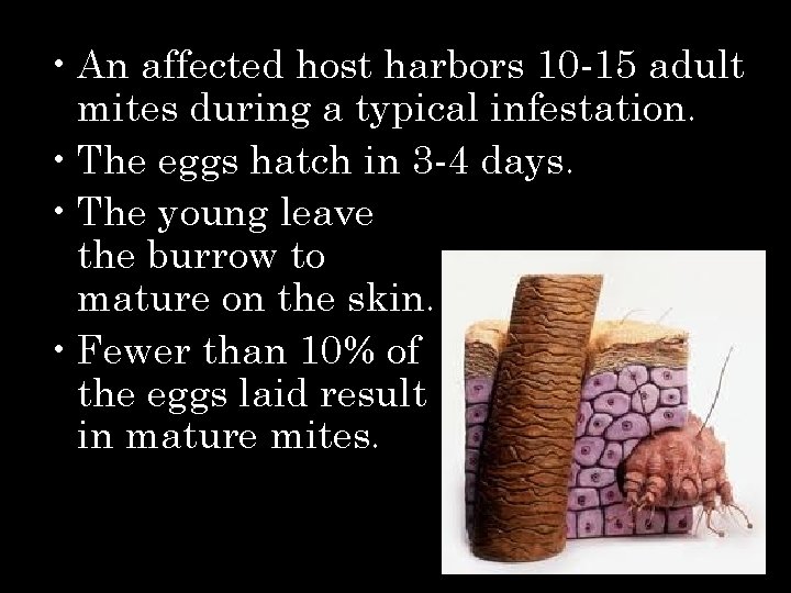  • An affected host harbors 10 -15 adult mites during a typical infestation.