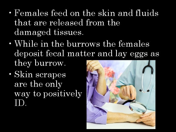  • Females feed on the skin and fluids that are released from the