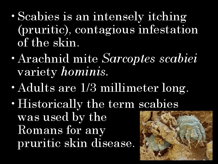  • Scabies is an intensely itching (pruritic), contagious infestation of the skin. •
