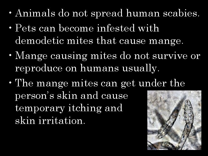  • Animals do not spread human scabies. • Pets can become infested with