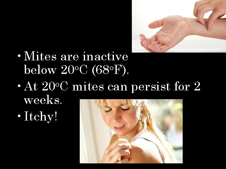  • Mites are inactive below 20 o. C (68 o. F). • At