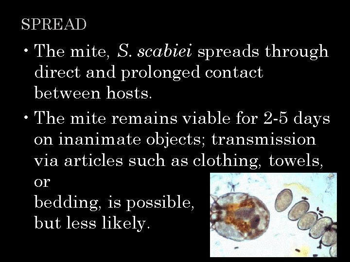 SPREAD • The mite, S. scabiei spreads through direct and prolonged contact between hosts.