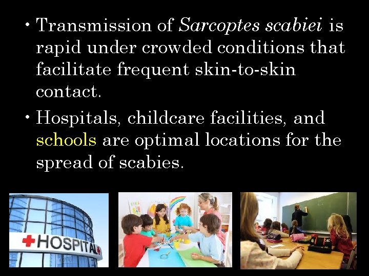  • Transmission of Sarcoptes scabiei is rapid under crowded conditions that facilitate frequent