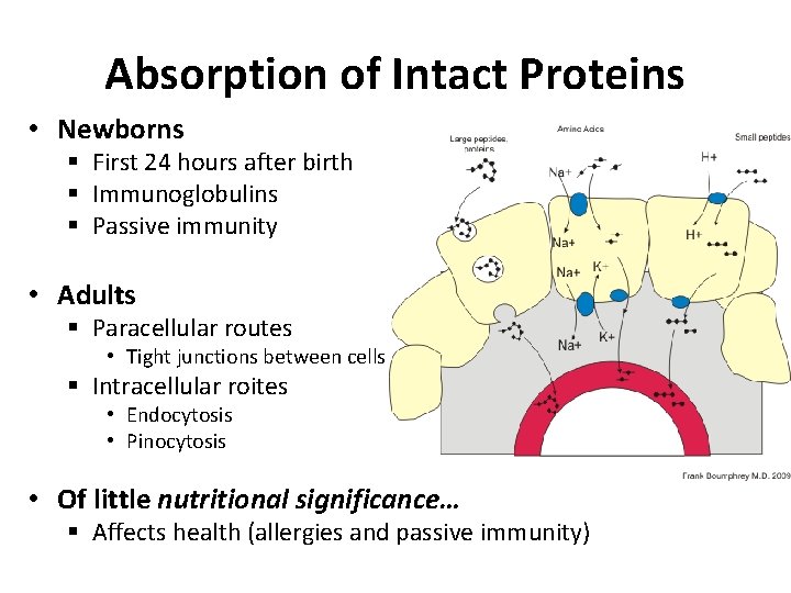 Absorption of Intact Proteins • Newborns § First 24 hours after birth § Immunoglobulins