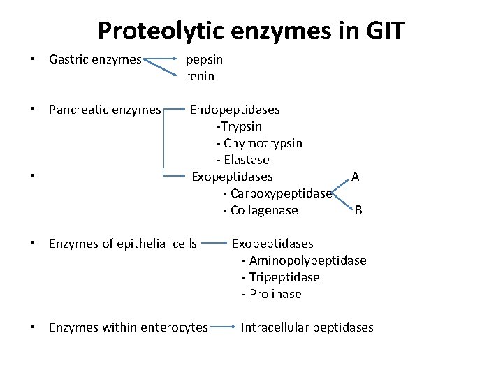 Proteolytic enzymes in GIT • Gastric enzymes pepsin renin • Pancreatic enzymes Endopeptidases -Trypsin