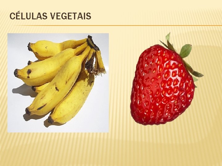 CÉLULAS VEGETAIS 