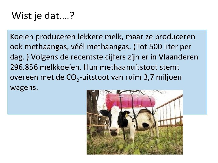 Wist je dat…. ? Koeien produceren lekkere melk, maar ze produceren ook methaangas, véél