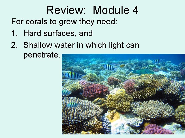 Review: Module 4 For corals to grow they need: 1. Hard surfaces, and 2.