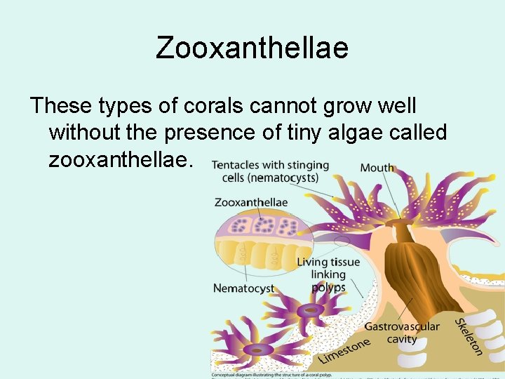 Zooxanthellae These types of corals cannot grow well without the presence of tiny algae