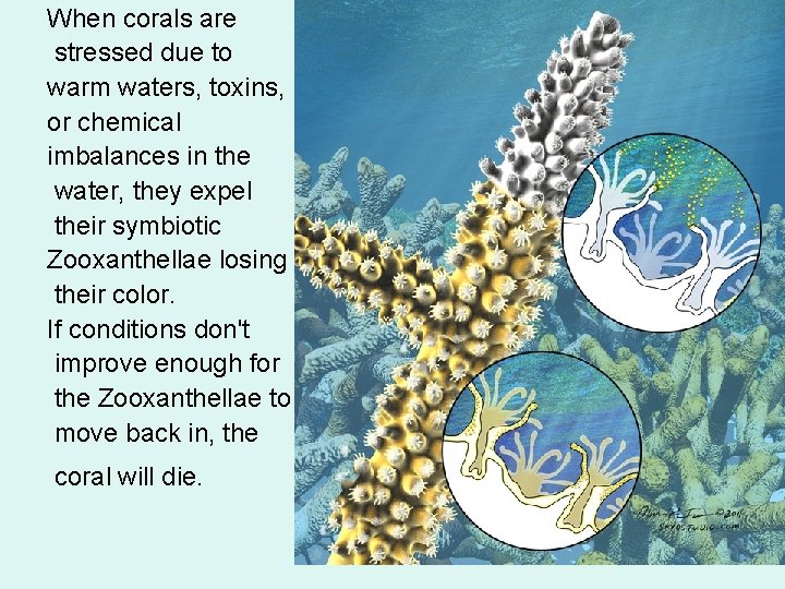 When corals are stressed due to warm waters, toxins, or chemical imbalances in the