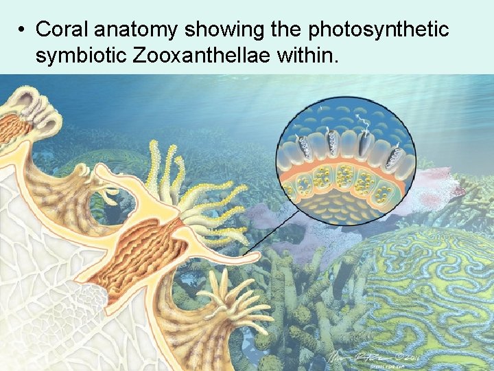  • Coral anatomy showing the photosynthetic symbiotic Zooxanthellae within. 
