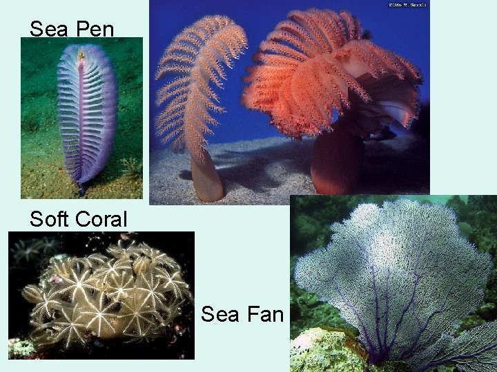 Sea Pen Soft Coral Sea Fan 