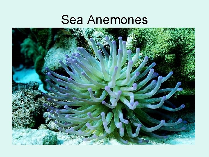 Sea Anemones 